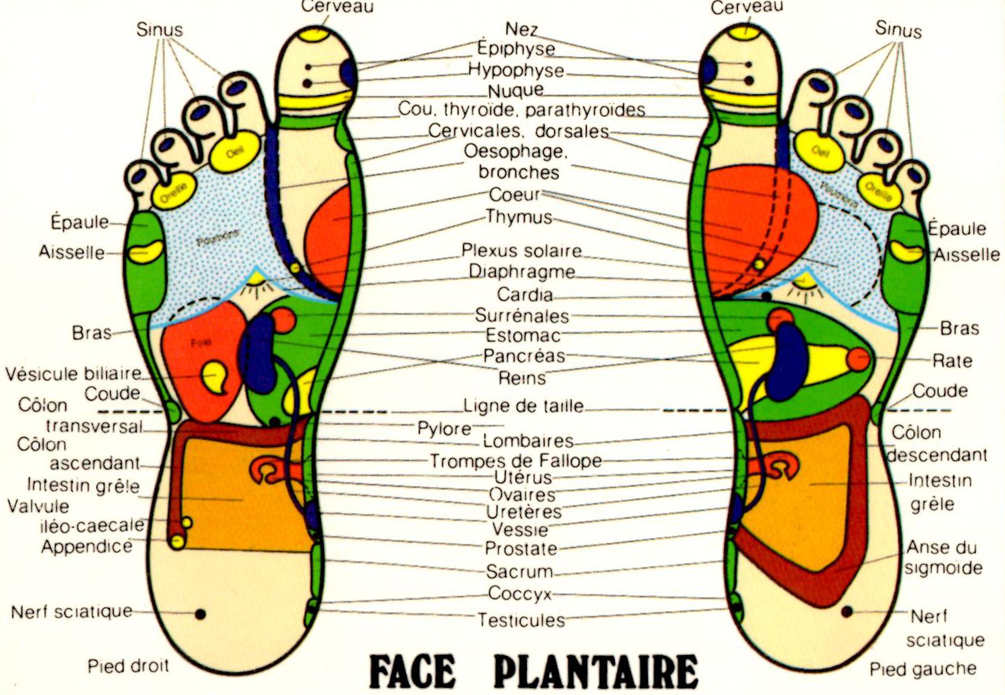 zone pied réflexologie